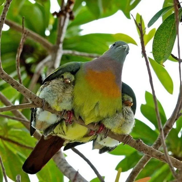Mommy bird protecting babies